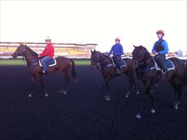 Yearlings at Rosehill trackwork (L to R) Fastnet Rock/Razzia gelding, God's Own/Sinistra colt and Nadeem/Heart Set colt